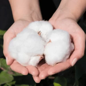 Cotton